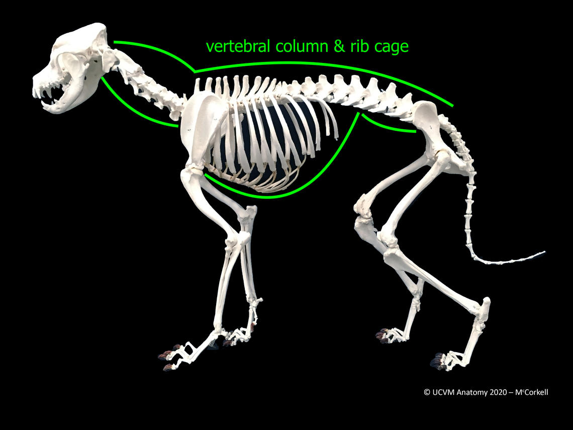 Dog skeleton hot sale bones